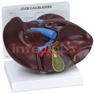 Liver Gallbladder